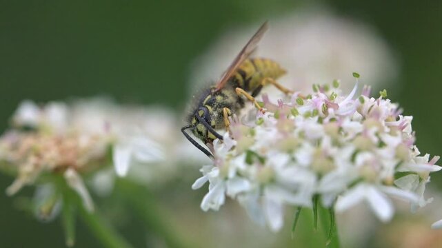 Common Wasp (Vespula vulgaris) coverd in pollen feeding on and pollinating flowers. July, Kent, UK [Slow motion x10]