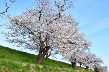 Fototapeta premium 鷲ノ木遊歩道に続く桜並木（新潟県新潟市南区）