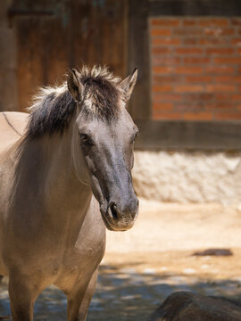 Beautiful portrait of Konik wild horse with dark mane standing outdoors by rustic brick barn, rewilding projects, primitive equine heritage breeds, nature conservation, rural countryside tourism