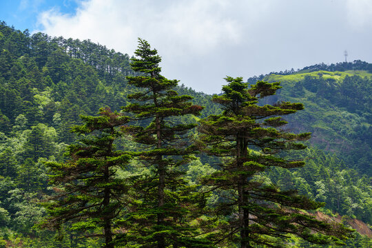 Green pine trees stand tall on the lush mountain slopes of the beautiful Shennongjia Forestry District in China during a bright and cloudy summer day