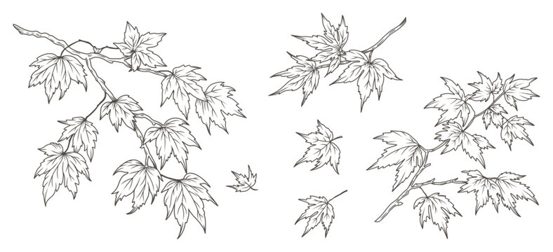 Hand drawn maple branches and leaves in a line art style. Vector botanical illustration,  sketch, black on a white background