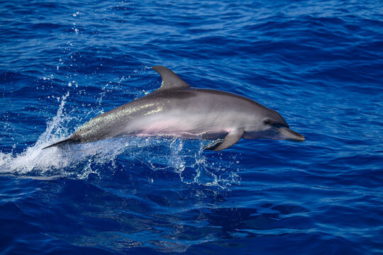 An Atlantic spotted dolphin (Stenella frontalis) porpoising on the surface of the ocean off the coast of  the Florida Keys, USA.