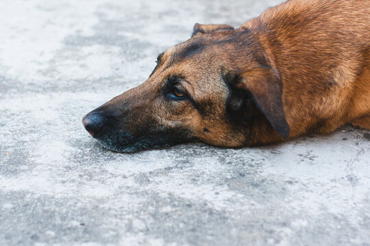 a close-up high angle shot of a loyal mixed-breed or German Shepherd dog resting its chin on the cold concrete ground. The animal has a brown and black coat and looks directly into the camera with bea