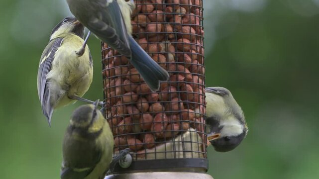 Young Blue Tits (Cyanistes Caeruleus) and Great Tits (Parus major) eating peanuts from a garden bird feeder. July, Kent, UK [Half speed]