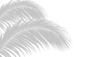 Soft palm leaf shadow overlay effect on transparent grid background © kala