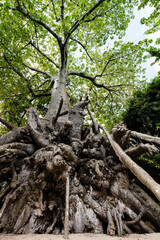 500 letni baobab na Zanzibarze Tanzania,  © kubikactive