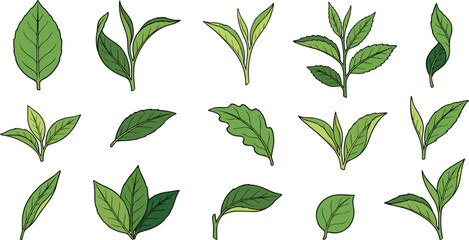 Green tea leaf vector icon set with hand drawn doodle illustrations of organic fresh mint leaves matcha twigs and herbal sprouts © Edo Rifandi!
