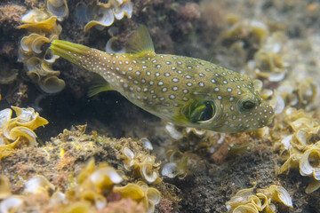 A White-spotted puffer fish (Arothron hispidus) swimming in the Pacific Ocean off the coast of Costa Rica. © Kirk Hewlett