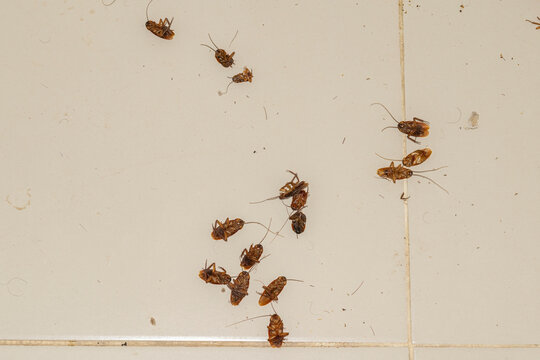 A high-angle, top-down shot shows a cluster of dead brown cockroaches scattered across light-colored ceramic floor tiles, with many flipped onto their backs following pest control treatment.