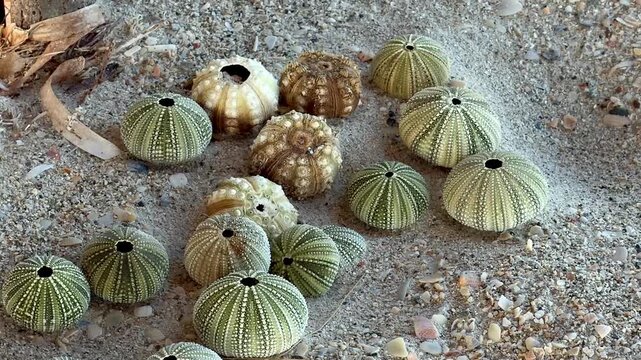 collection of dried sea urchin shells on beach sand