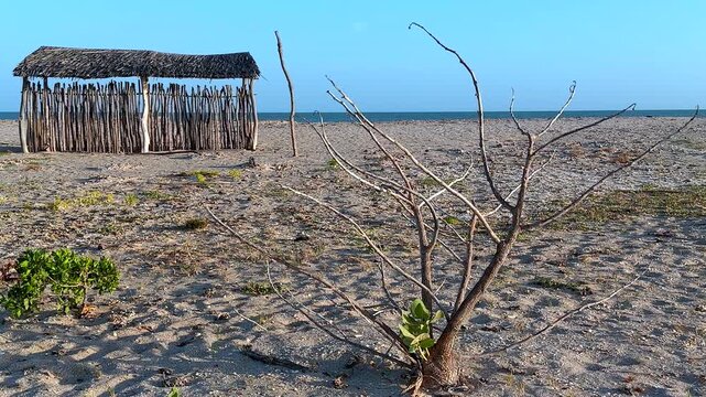 rustic wooden beach shelter on sandy coast og mayapo guajira colombia