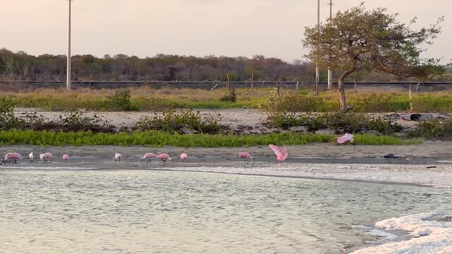 flock of roseate spoonbills resting and foraging in coastal lagoon