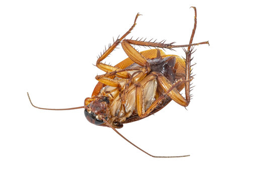 A macro, top-down studio shot shows a dead brown cockroach lying upside down on its back against a seamless, solid white background, revealing the intricate details of its legs and underbelly.