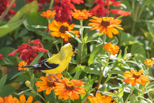 Male goldfinch bird perched on orange zinnia in flower garden
