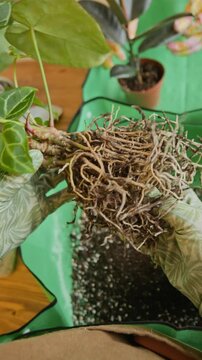 Vertical shot of gardener wearing gloves holding and examining healthy root system of houseplant during repotting. Footage is ideal for home gardening tutorials and plant care advertisements