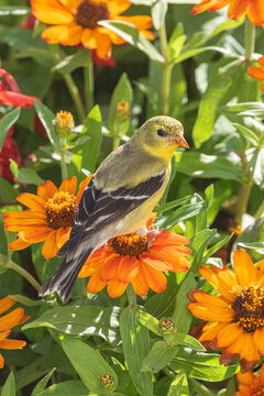 Female goldfinch bird perched on orange zinnia flower in garden