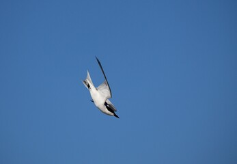 Fototapeta premium Gull-billed tern