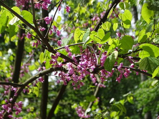 Fototapeta premium pink flowers in the garden