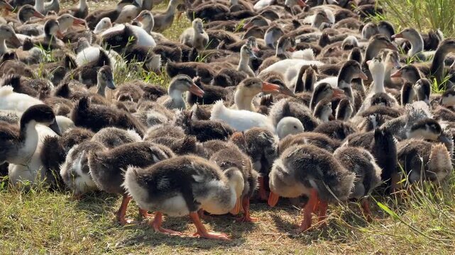 A flock of domestic ducks eats grain from the ground surface while spreading along dry vegetation at the edge of an open farm field. Grazing animals.