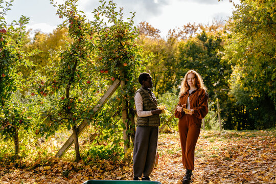 Confident diverse women gathering autumn leaves together in sunlit apple orchard