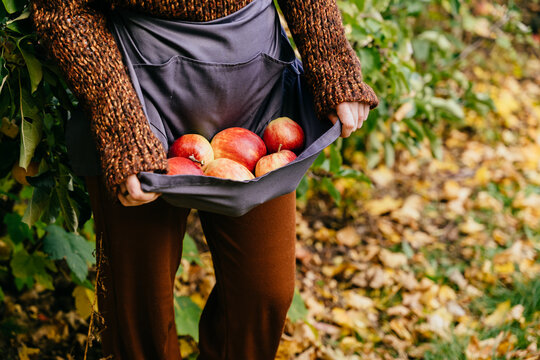 Fresh red apples carried in reusable fabric apron after sustainable autumn orchard harvest