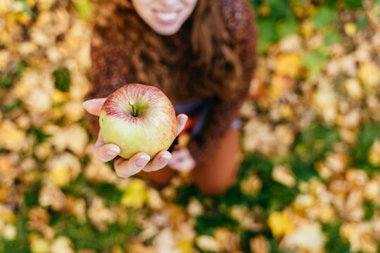 Fresh ripe apple offered by smiling woman during sustainable autumn orchard harvest