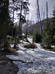 Snowy Forest Landscape in Zakopane, Tatra Mountains © QuietPixel Studio
