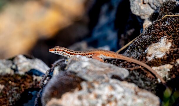 
A Snake-eyed Lizard (Ophisops elegans) was photographed while moving through a rocky area in Mardin.
