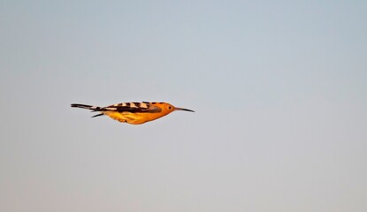 A Eurasian hoopoe (Upupa epops) is flying in the air. © selim