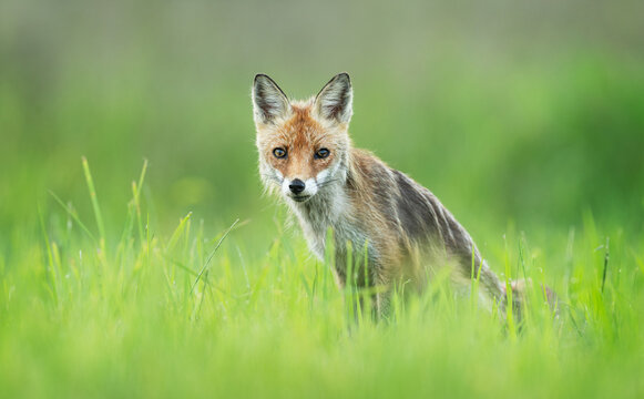 Cute young red fox in the forest ( Vulpes vulpes )