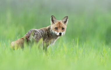 Fototapeta premium Cute young red fox in the forest ( Vulpes vulpes )