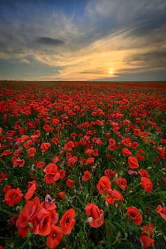 Beautiful summer sunset over poppy field