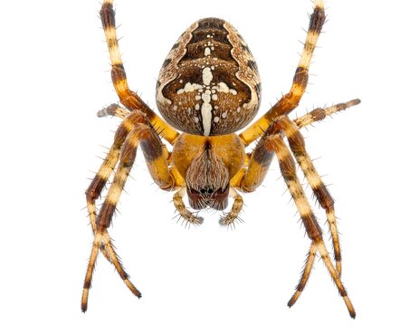 A close-up photograph of a spider with a brown and yellow body