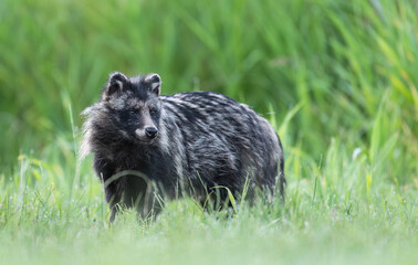 Common raccoon dog ( Nyctereutes viverrinus ) © Piotr Krzeslak