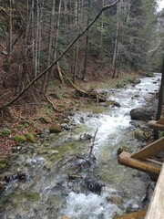 Scenic Forest Stream in Zakopane, Tatra Mountains © QuietPixel Studio