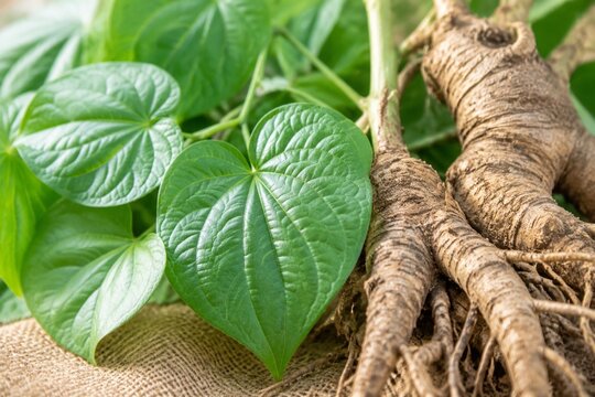 Close-up of a kava plant's heart-shaped leaves and textured root.