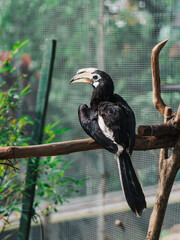 HORNBILL © Syam