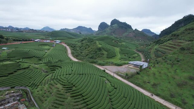 Aerial view of iconic round tea plantation in the mountains.