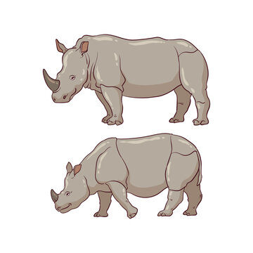 illustration of a javan rhinoceros