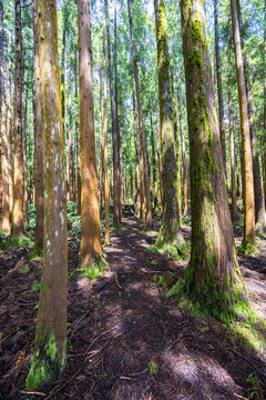 Hiking trail on the island of Faial in Reserva Florestal de Recreio da Falca on Azores, Portugal