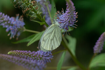 Green-veined white butterfly resting on purple Culver's root flowers © Natural Life Visuals