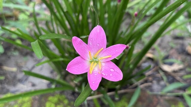 A vibrant pink rain lily flower with water droplets in nature