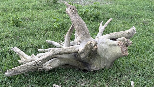 Weathered tree stump with exposed roots lying on lush green grass outdoors