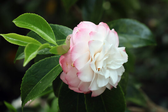 fleur blanche et rose