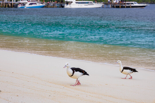 The birds walk on the beach