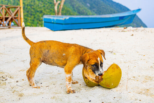 Small dog plays with coconut on the beach