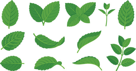 Fresh Green Mint Leaves Vector Illustration Set for Herbal Tea Cosmetics Food Cooking and Healthy Wellness Designs © Taijul
