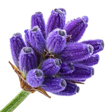 A close-up view of a purple flower on a green stem against a white background