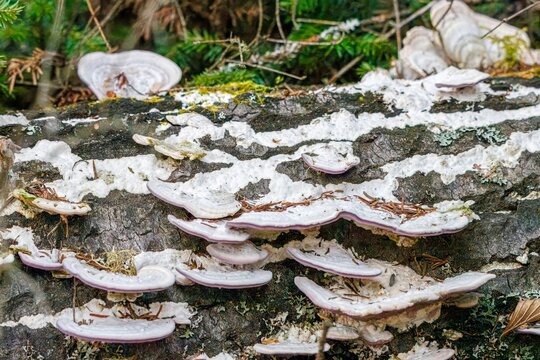 Fungi, possibly Turkey Tails or False Turkey Tails, growing on dead trees in forest.  Though they are inedible, they play important role in decomposition