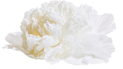 Delicate white peony flower with ruffled petals, isolated on transparent background © VSTOCK